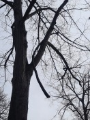 Foto: großer Totast im Straßenbaum 